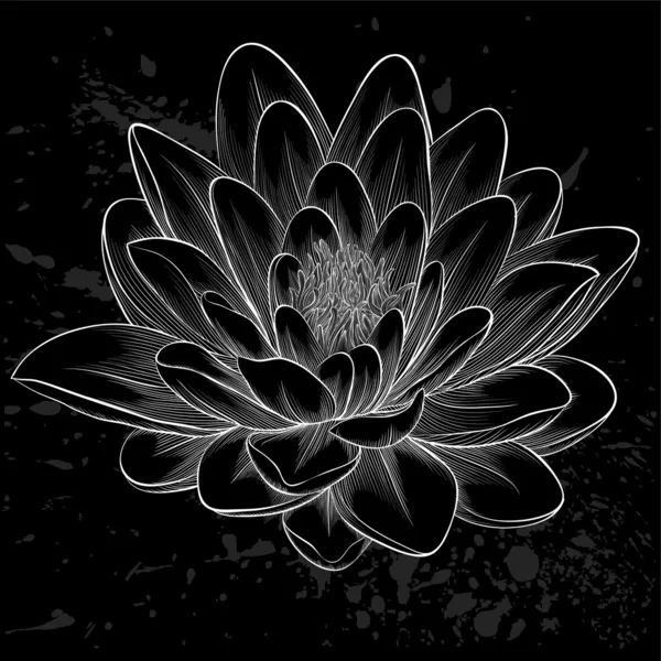 Flor de loto blanco y negro pintado en estilo gráfico aislado — Vector de stock