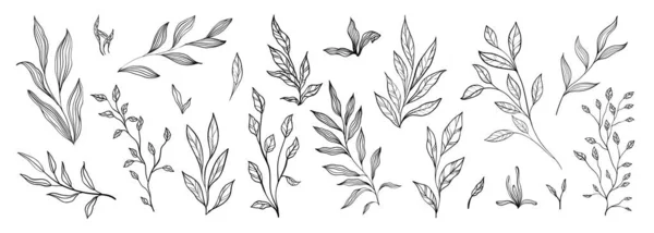 Set Branch Leaves Collection Floral Hand Drawn Vintage Set Sketch — 스톡 벡터