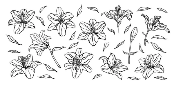 Beautiful Monochrome Black White Lily Isolated Background Hand Drawn Design — Stock Vector