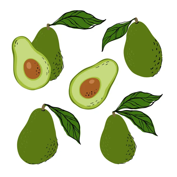 Tropical Set Green Avocados Avocado Slices Hand Drawn Avocados Isolated — ストックベクタ