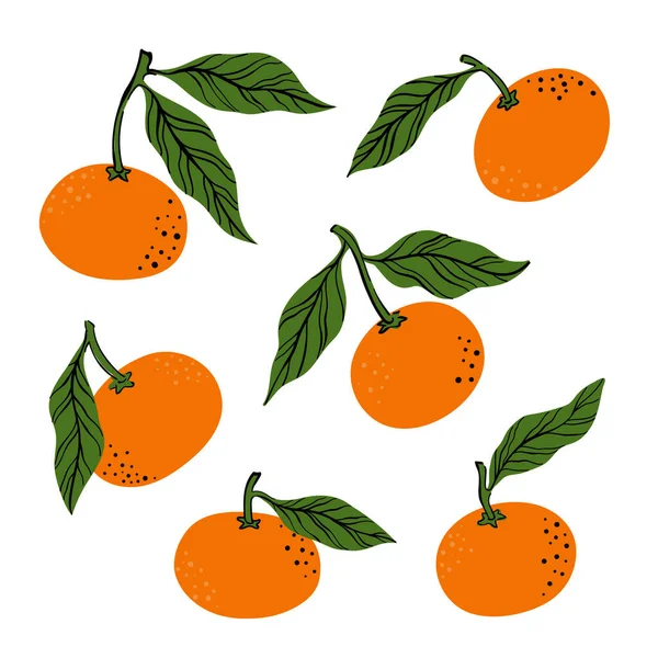 Tropis Menetapkan Jeruk Mandarin Dan Daun Tangan Ditarik Jeruk Jeruk - Stok Vektor