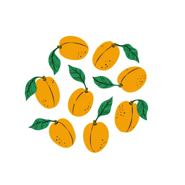 Set Orange Apricot Peach Slices Hand Drawn Apricot Leaves Isolated —  Vetores de Stock