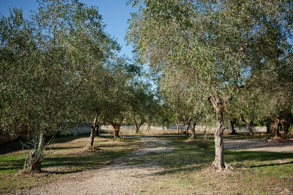 Olivos — Foto de Stock