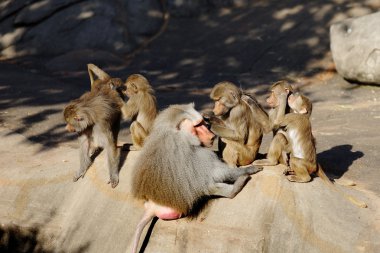 Baboon monkeys cleaning each other clipart