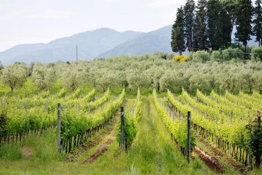 Toskana güzel panoramik manzaralı. İtalya