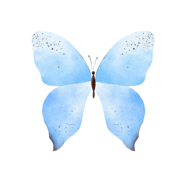 Hand Painted Blue Watercolor Butterfly Clipart Iindividual Illustration — Fotografia de Stock