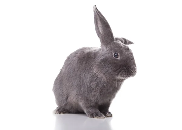 Bunny geïsoleerd op wit Stockfoto