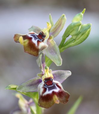 Ophrys oxyrrhynchos
