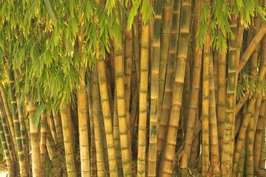 Big Bamboo clipart