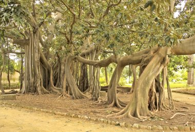 Ficus magnolioides