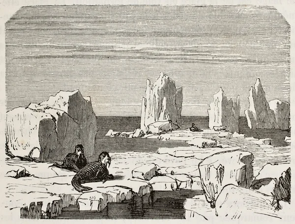 Polar ice pack — Zdjęcie stockowe