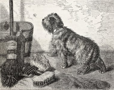 köpek ve süpürge