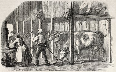 Hollanda cowshed