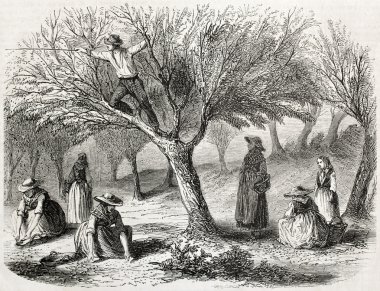 Zeytin hasadı
