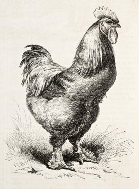 Cochin tavuğu bis