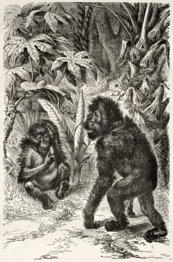 orangutan