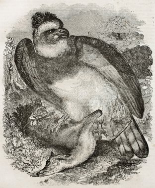 Harpy kartal bis