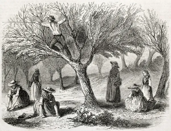 Zeytin hasadı