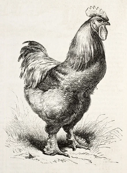 Cochin tavuğu bis