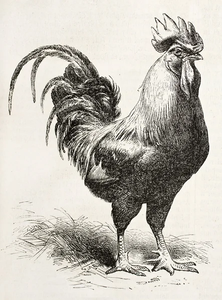 Dorking tavuk
