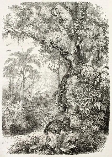 Giaguaro — Foto Stock