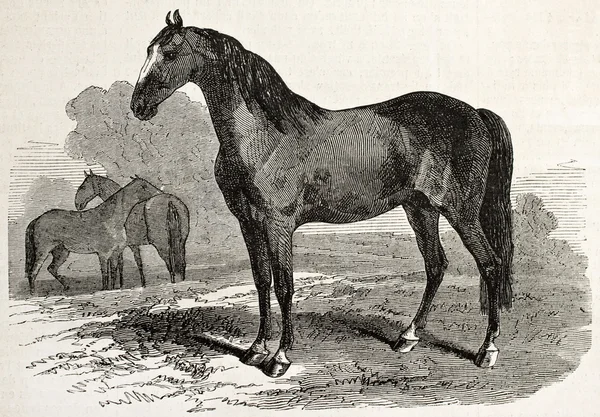 Norman konia — Zdjęcie stockowe