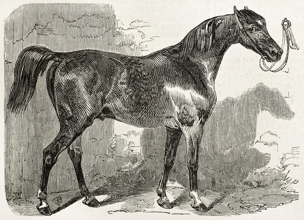 Norman άλογο ter — Φωτογραφία Αρχείου