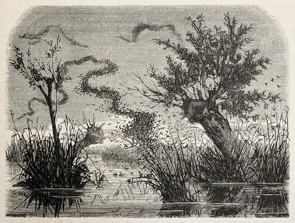 Ψαρόνι σμήνη — Φωτογραφία Αρχείου