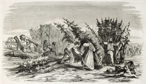 Hemp harvesting — Zdjęcie stockowe