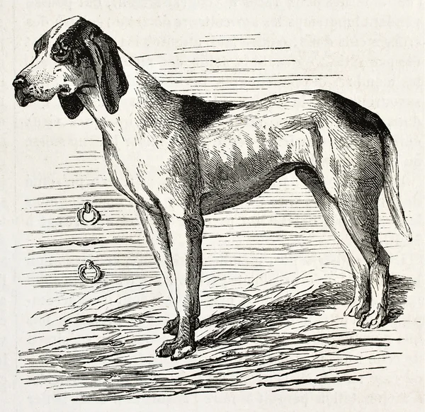 French dog — Stock Photo, Image