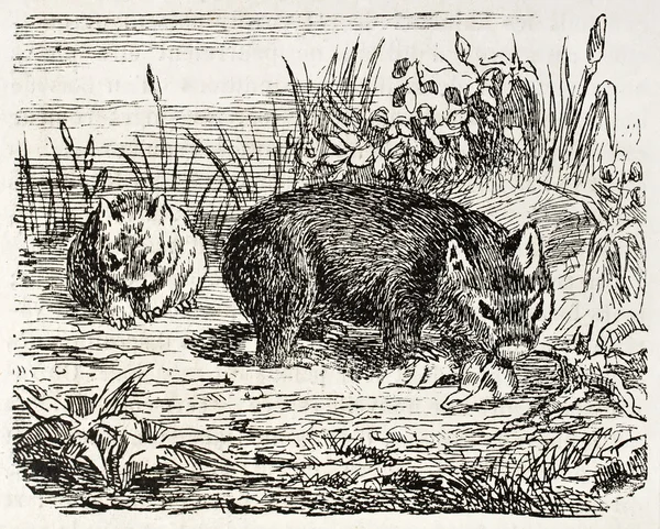 Wombat. — Fotografia de Stock