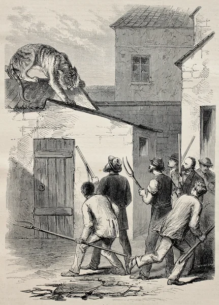 Побег Тигра — стоковое фото