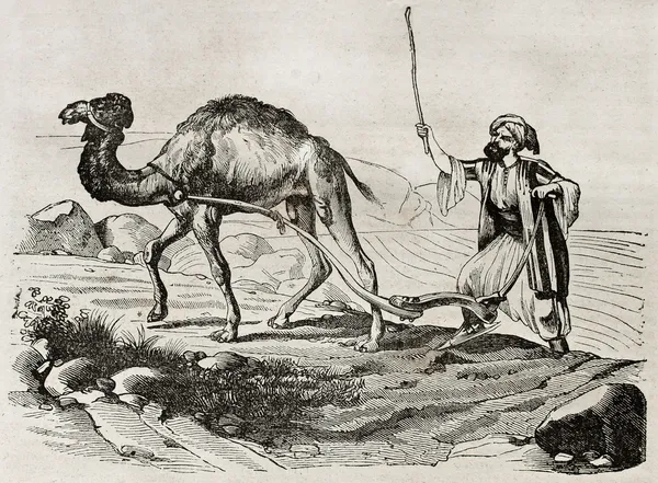 骆驼犁 — 图库照片