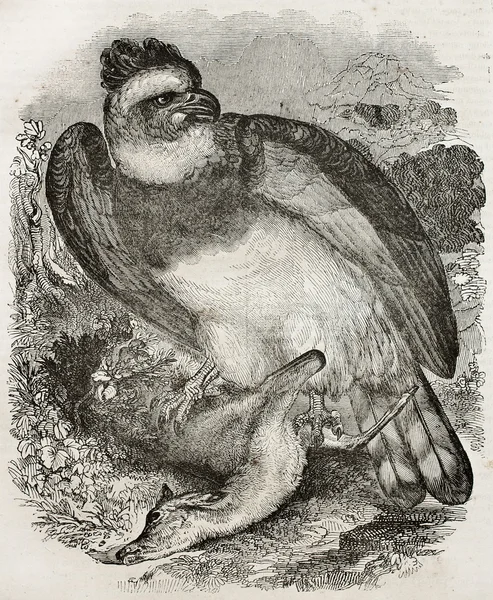 Harpia águia bis — Fotografia de Stock