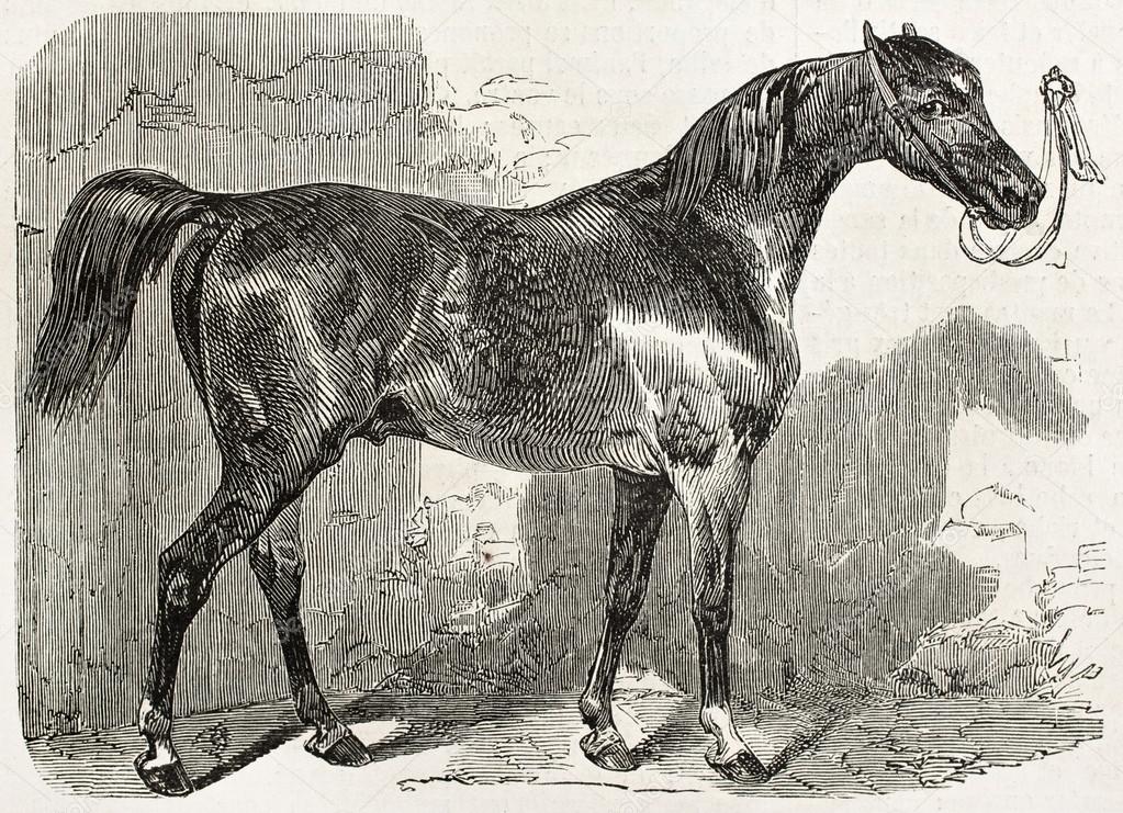 Norman horse ter