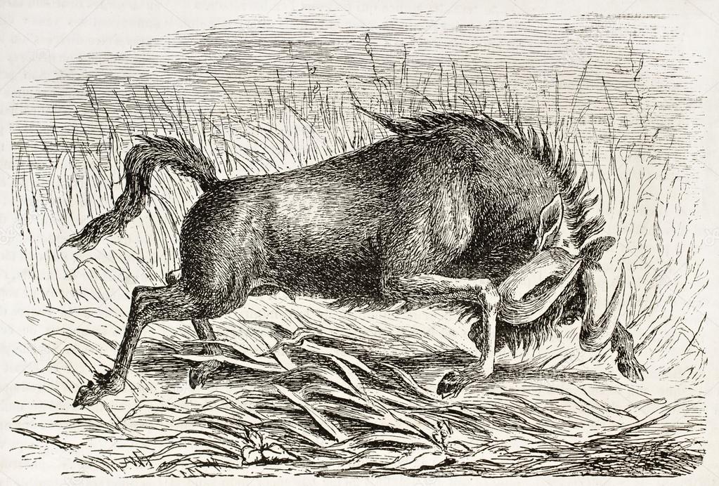 Wildebeest old illustration