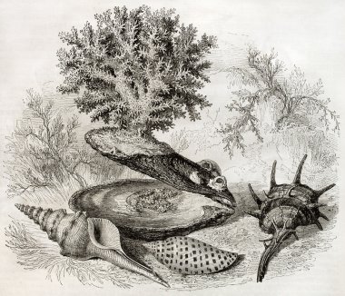 asedio de la rochelle