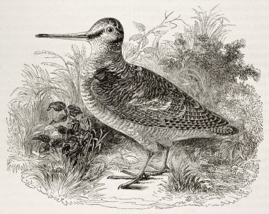Woodcock