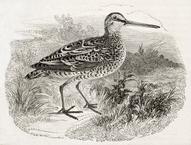 Woodcock BIS
