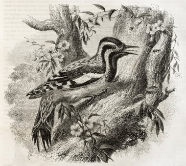 Woodpecker clipart