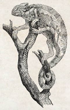 bukalemun