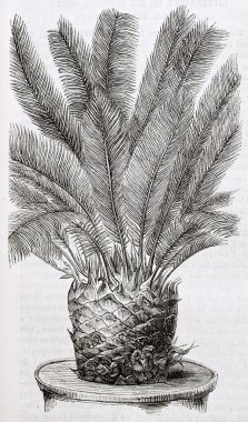 Cycas revoluta