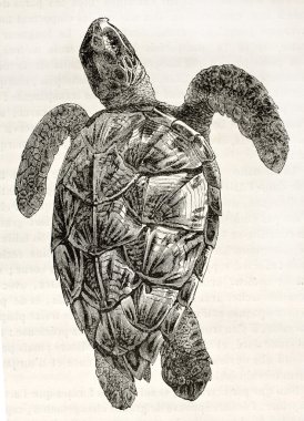 Loggerhead sea turtle clipart