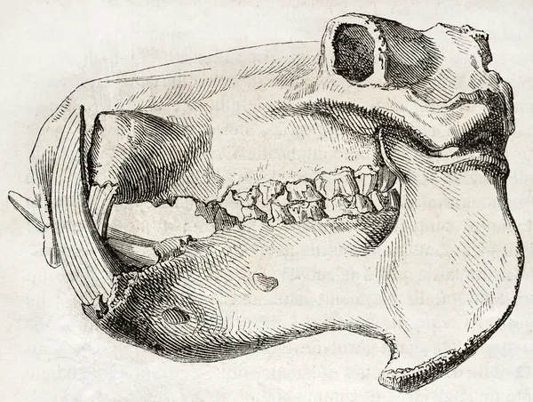 Hipopótamo crânio — Fotografia de Stock