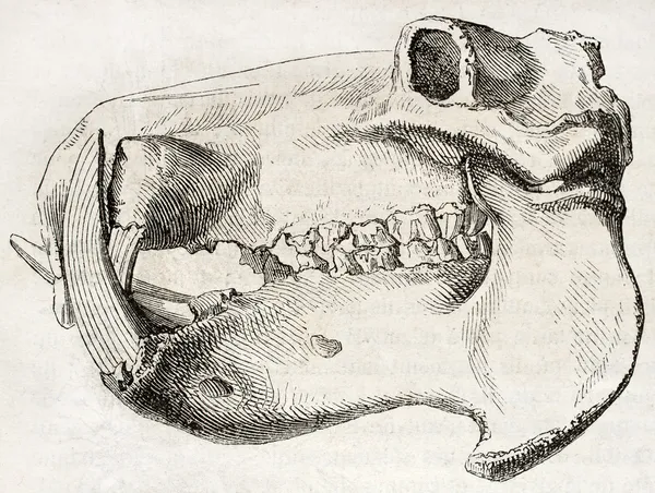 Череп бегемота — стоковое фото