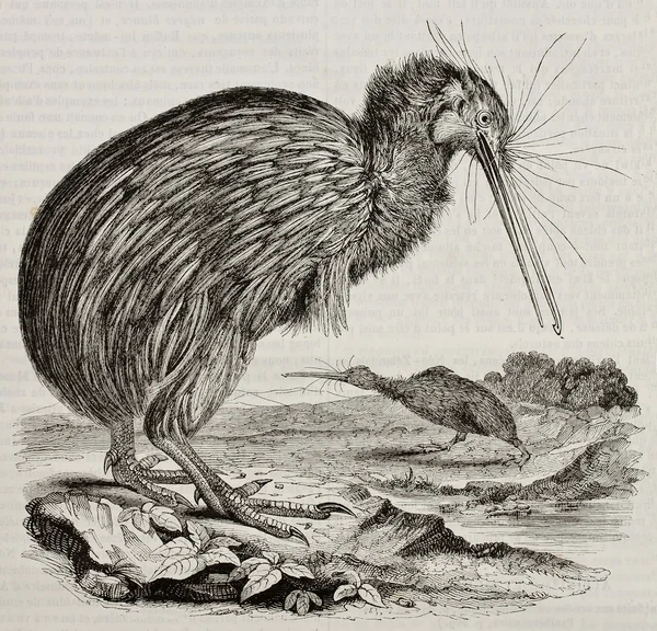 Kiwi — Stock Fotó