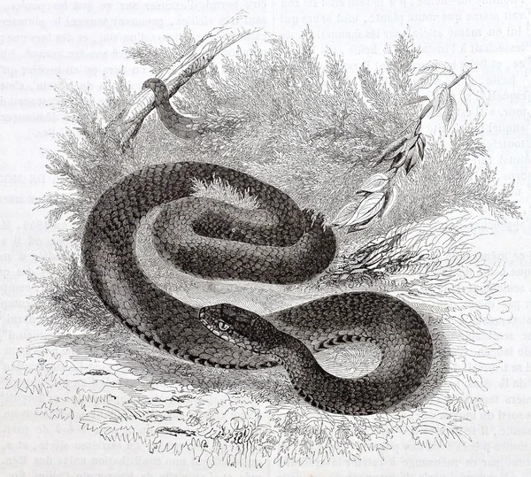 Black viper — Stock Photo, Image