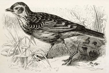 Alauda arvensis