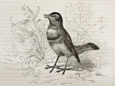 Bluethroath
