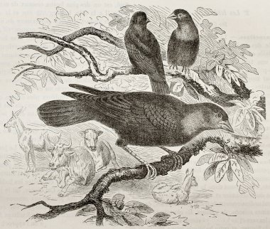 kahverengi saçlı cowbird